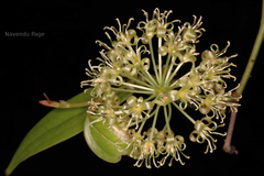 Smilax wightii